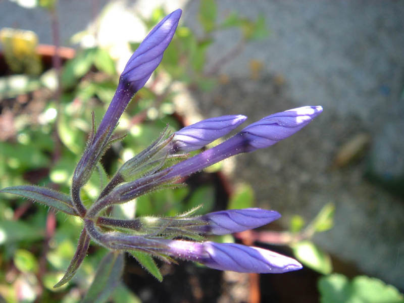 Phlox stolonifera photo